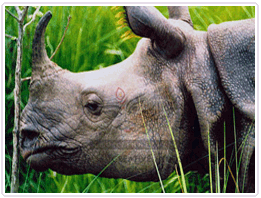 Chitwan Wildlife Tours