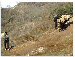 Yambong Singalila Trek